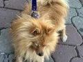 Pomeranian tilki suratlı 
