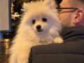 4 Aylık Erkek Pomerian Sevimli Ve Oyuncu