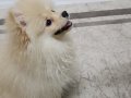 4 Aylık Erkek Pomerian Sevimli Ve Oyuncu