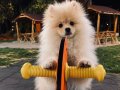 4 Aylık Erkek Pomerian Sevimli Ve Oyuncu