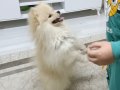 4 Aylık Erkek Pomerian Sevimli Ve Oyuncu