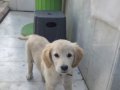Yavru golden aşıları tam