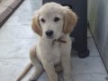Yavru golden aşıları tam