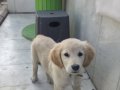 Yavru golden aşıları tam