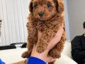 50 günlük Toy Poodle