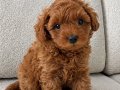 50 günlük Toy Poodle