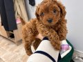 50 günlük Toy Poodle