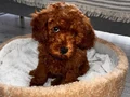 Toy Poodle 3 aylık Orijinal