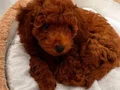 Toy Poodle 3 aylık Orijinal
