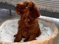 Toy Poodle 3 aylık Orijinal