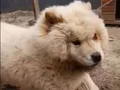 Leo yeni sahibini arıyor daha güzeli yok 