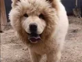 Leo yeni sahibini arıyor daha güzeli yok 