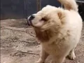 Leo yeni sahibini arıyor daha güzeli yok 