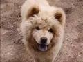 Leo yeni sahibini arıyor daha güzeli yok 