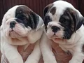 Yavru İngiliz Buldog