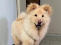 eğitimli 7 aylık aslan 
