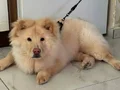 eğitimli 7 aylık aslan 