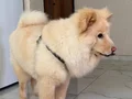 eğitimli 7 aylık aslan 