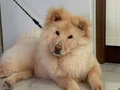 eğitimli 7 aylık aslan 