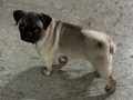 Pug Erkek 4 aylık