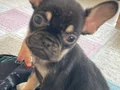 Fransız bulldog  2 aylık