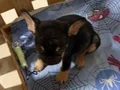 Fransız bulldog  2 aylık