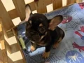 Fransız bulldog  2 aylık