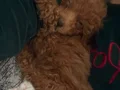 Yavru Toy poodle