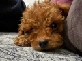 Yavru Toy poodle