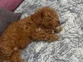 Yavru Toy poodle