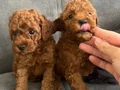 55 günlük safkan poodle yavru