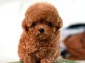 KOREAN EXPORT TOY POODLE BEBEKLERIMIZ 