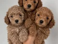 Toypoodle orjinal kaliteli dişi erkek yavru