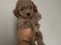 Toypoodle orjinal kaliteli dişi erkek yavru