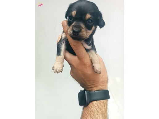 Mini mini pinscher bebeklerim 