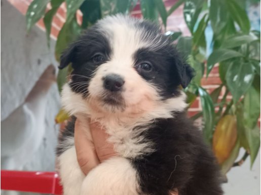 Akıllı Çocuk BORDER COLLİE yavrular