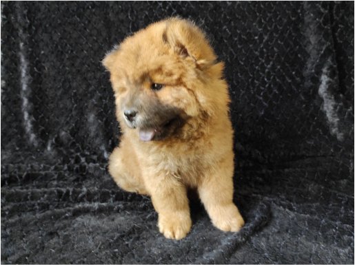 Pofuduk Pofuduk Chow Chow bebekler 