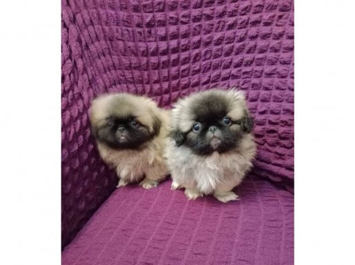 Şeker gibi pekinez yavrumuz 