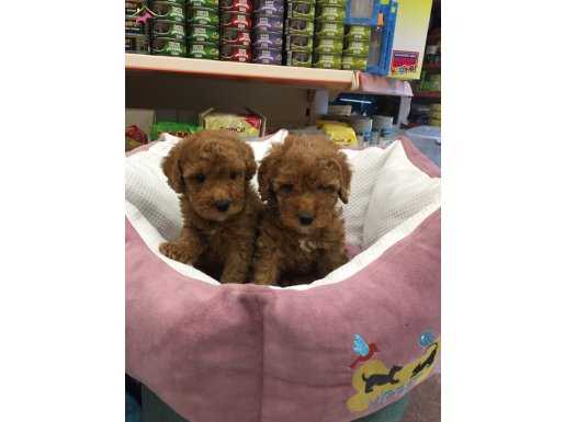 Toy poodle red