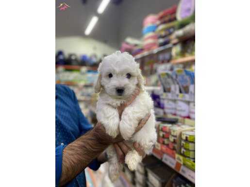 Havanese ev doğumlu