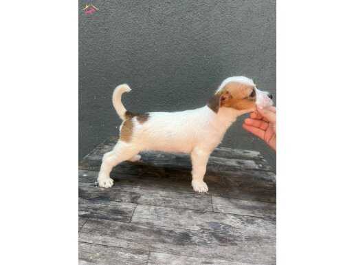 Jack Russell 