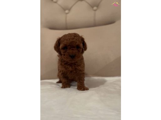 safkan ev üretimi en koyu renk Toy Poodle yavru Çorlu