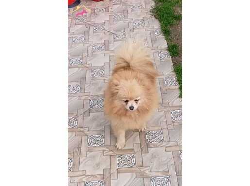 dişi yetişkin Pomeranian boo Çorlu