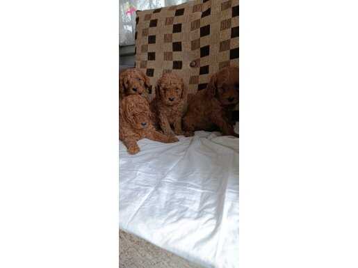 safkan toy poodle bebekler Çorlu