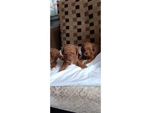 toy poodle 3 yavru ve anne toplu Çorlu