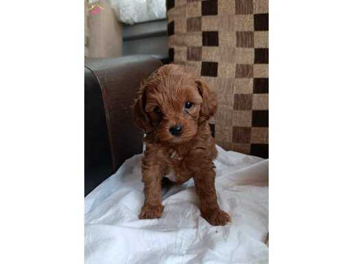 safkan ev üretimi Toy Poodle bebekler Çorlu