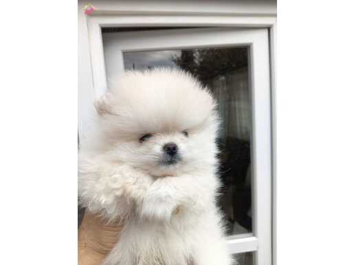 safkan ayı surat ev üretimi Pomeranian Boo Bebekler Çorlu