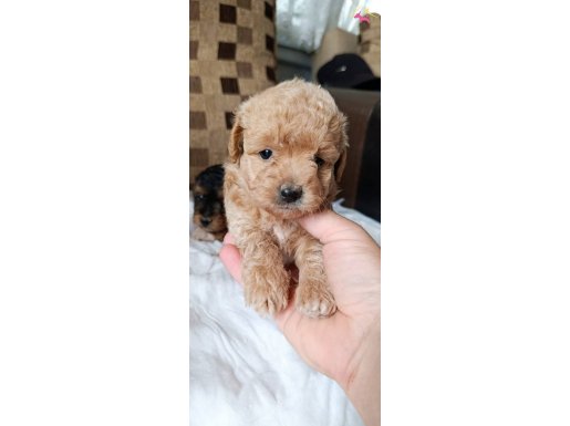 mini boy maltipo bebekler baba toy poodle kore