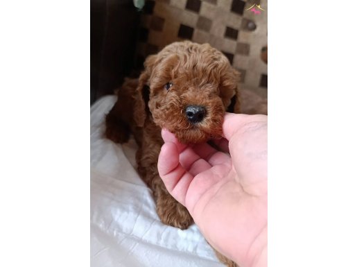 safkan ev üretimi kg garantili toy poodle bebekler Çorlu