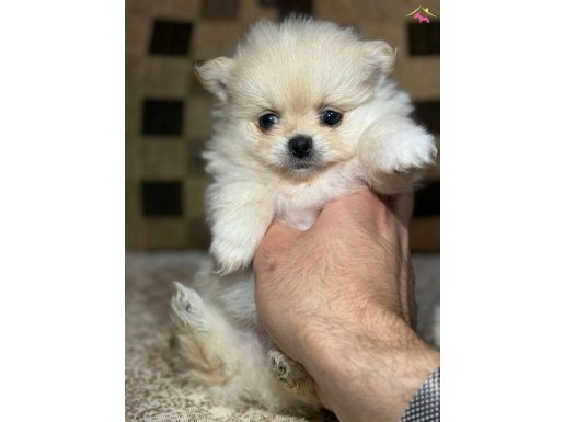 dünya tatlısı ev üretimi Pomeranian Boo Çorlu